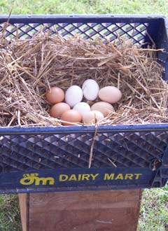chicken-nesting-boxes